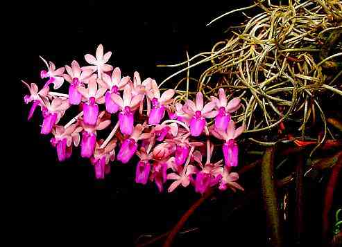 Aerides mitrata